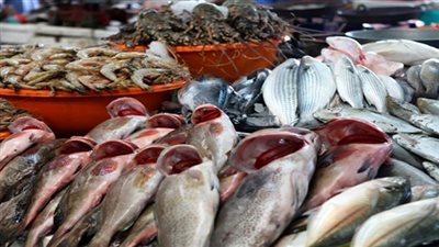 «تجارية القاهرة»: «قلة المعروض» وراء ارتفاع أسعار الأسماك