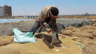 «صناعة الحبوب» تبحث مشاكل توريد القمح بالموسم الجديد