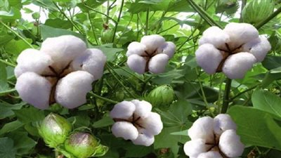 «المرشدي»: زراعة القطن «القصير والمتوسط» دفعة لزيادة الصادرات