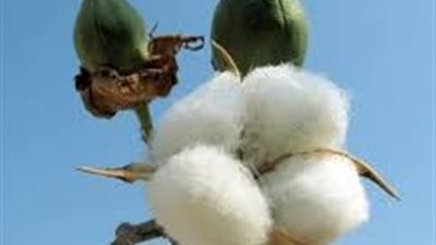 «العربية للأقطان» تتحول للربحية خلال 2016