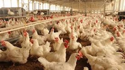 %41 تراجعًا بأرباح «الإسماعيلية للدواجن» خلال 2016 