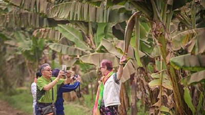 مملكة «الموز».. جزيرة تجذب السائحين بالأقصر 