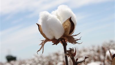 «طلبة»: 3% من الصناعات تستفيد بالقطن طويل التيلة