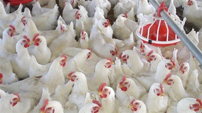 تباين أسعار الدواجن اليوم السبت.. و«البيضاء» تسجل 24.5 جنيه للكيلو