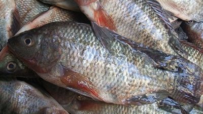  أسعار الأسماك تشتعل.. والبلطي يسجل 33 جنيهًا 