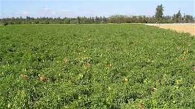 إحدى شركات «أطلس للأراضي» ترفع رأسمالها لـ2 مليون جنيه