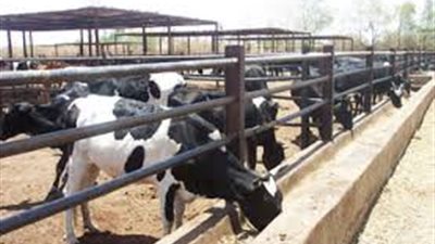 هيئة الملاحة النهرية: زيادة بمعدلات نقل الأبقار القادمة من السودان 