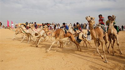 «سباقات الهجن» إضافة سياحية قوية لمصر