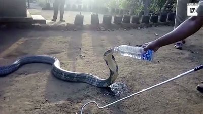شاهد| استسلام الكوبرا الملك بسبب الماء