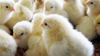 «الدواجن»: الكتكوت عمر يوم يقترب من 11 جنيهًا