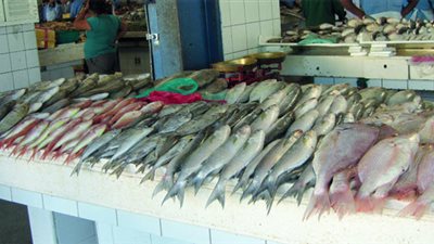 أسعار الأسماك اليوم الثلاثاء.. والبلطي الأسواني بـ21 جنيهًا