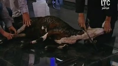 آخر تقاليع الفضائيات.. الذبح على الهواء مباشرة