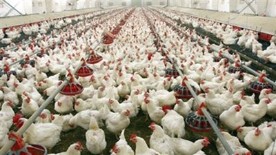 الغرفة التجارية: «40 جنيها» أسعار الدواجن في رمضان 