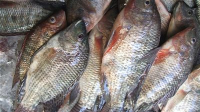 10 أسباب وراء ارتفاع أسعار الأسماك