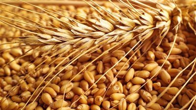 «التموين» تخصص 14 مليار جنيه لتوريد القمح المحلي