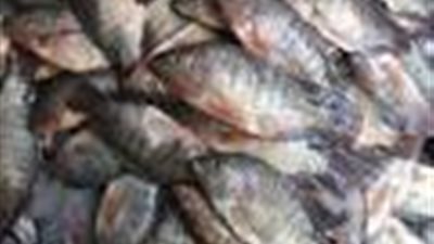 «حماية المستهلك»: ضبط 940 كيلو أسماك مملحة غير صالحة بكفر الشيخ 