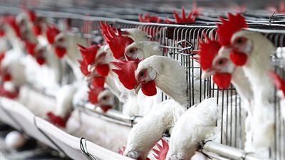 عمومية «المنصورة للدواجن» تُقر توزيع ربع سهم مجاني 