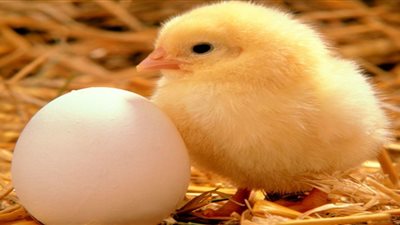 «تجارية القاهرة»: عشوائية «الإنتاج الداجنى» وراء ارتفاع الأسعار