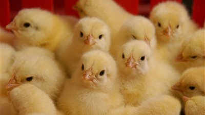 أسعار الدواجن «نار» فى «رمضان».. «تجارية القاهرة» تتوقع من 20% إلى 50 % زيادة.. و«الدسوقى»: «العشوائية» تحكم منظومة الإنتاج.. ومطالب بتدخل عاجل لـ«الزراعة»