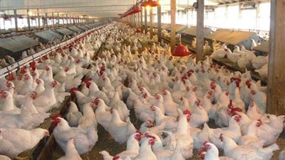 92 % ارتفاعًا بأرباح «القاهرة للدواجن» خلال الربع الأول من 2017 