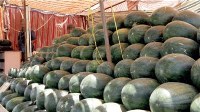 استقرار أسعار الفاكهة اليوم.. و«التفاح» بـ18 جنيهًا 