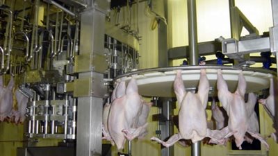 «الثروة الداجنة»: 300 مجزر مهددة بالإغلاق نهائيًا