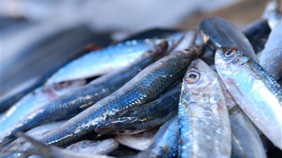 استقرار أسعار الأسماك.. و«البلطي» بـ27 جنيهًا