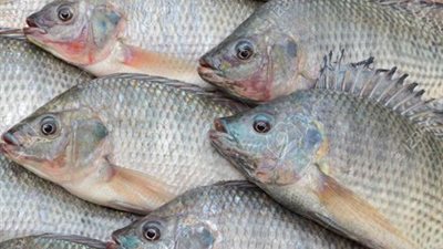 أسعار الأسماك اليوم الأربعاء.. والبلطي بـ30 جنيهًا 