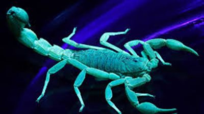 مؤجل..حظك اليوم برج العقرب وتوقعات الفلك 2017/5/7 انتهج أسلوبا أكثر عقلانية