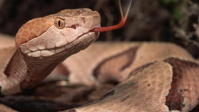  استخراج ثعبان حي من بطن مريض