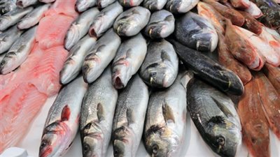 أسعار الأسماك اليوم الثلاثاء.. والكابوريا بـ70 جنيهًا