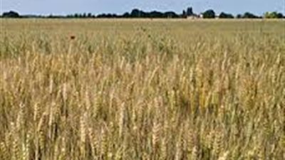 «التموين»: استلام مليون و485 ألف طن قمح من المزارعين ورفض 3150 طنًا