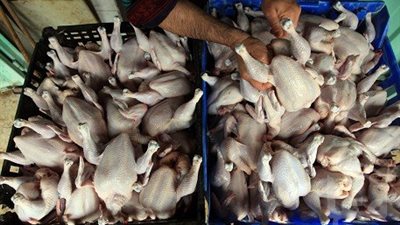 شاهد بالفيديو.. تسريب من داخل مصنع دواجن يكشف فضائح في تاريخ الصلاحية 