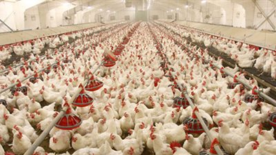 «القاهرة للدواجن» تتصدر الأسهم المتراجعة بالبورصة.. اليوم 