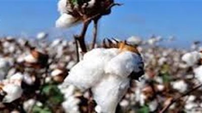 خسائر «النيل للأقطان» ربع السنوية ترتفع لـ70 مليون جنيه 