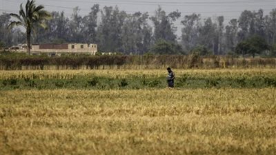 169.2% ارتفاعًا بأرباح « وادي كوم امبو» خلال 9 أشهر