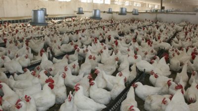 «منتجي الطيور والدواجن»: زيادة 20% في أسعار الدواجن في رمضان