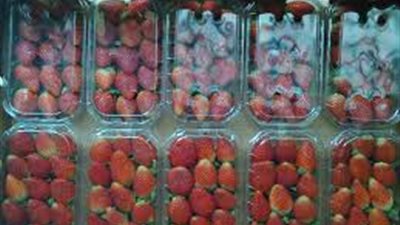 إلغاء طرح «جالينا» لعدم استيفاء الشروط