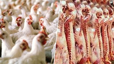 بالفيديو..«التموين»: اللحوم والدواجن الأكثر استهلاكاً خلال رمضان