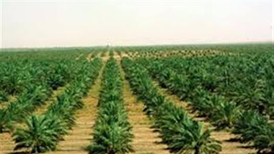 عمومية «الدولية للأسمدة» تٌقر عدم توزيع أرباح 