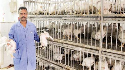 دراما الأسعار تشعل أسعار الدواجن.. «المنتجون»: زيادة 20%.. وغرفة القاهرة: تتجاوز 40 جنيهًا