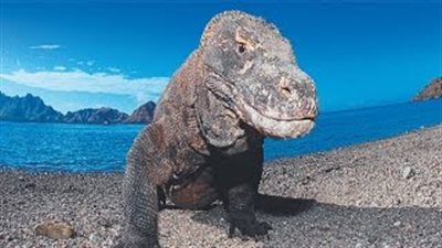 بالصور.. معلومات خطيرة عن سحلية 