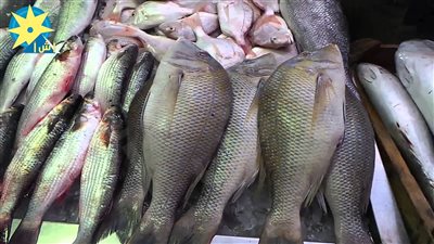 أسعار الأسماك اليوم الثلاثاء.. والكاليماري بـ70 جنيهًا