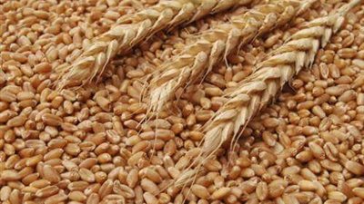 الأردن يطرح مناقصة جديدة لشراء 100 ألف طن قمح 