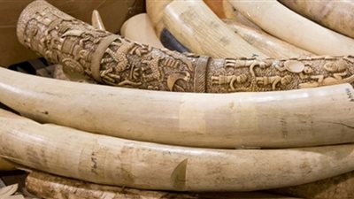 أوغندا تدعو الاتحاد الأوروبي لفرض حظر صارم على تجارة العاج