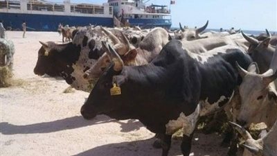 وصول 1070 رأس عجل «حية» من السودان إلى ميناء أبوطرطور