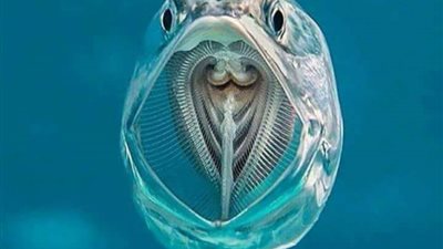 شاهد بالصور.. السمكة الشفافة في مياه البحر الأحمر