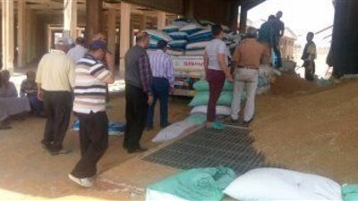 توريد 210 آلاف طن قمح بشون وصوامع بني سويف