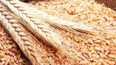 السعودية تشتري 805 آلاف طن من القمح في مناقصة
