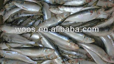 إعفاء الأسماك المستوردة من الجمارك لمدة 4 أشهر